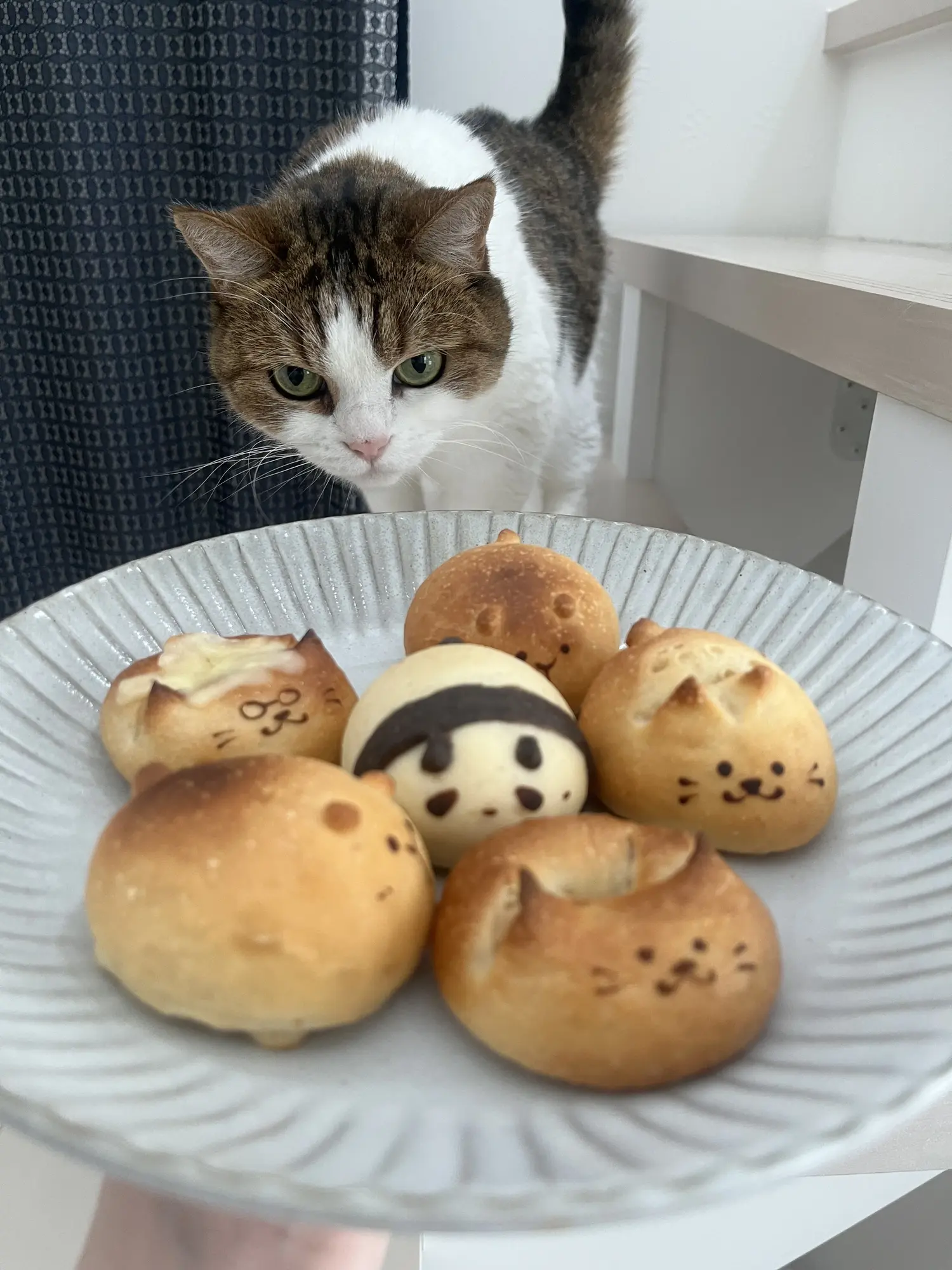 お値下げしました！ 季節のくるねこ便 新旧2セット 全巻〈初期・初回