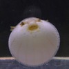 パパとママ