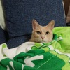 えるもふ
