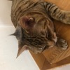 ひなっこ